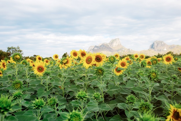 Zonnebloem op veld met zonneschijn.