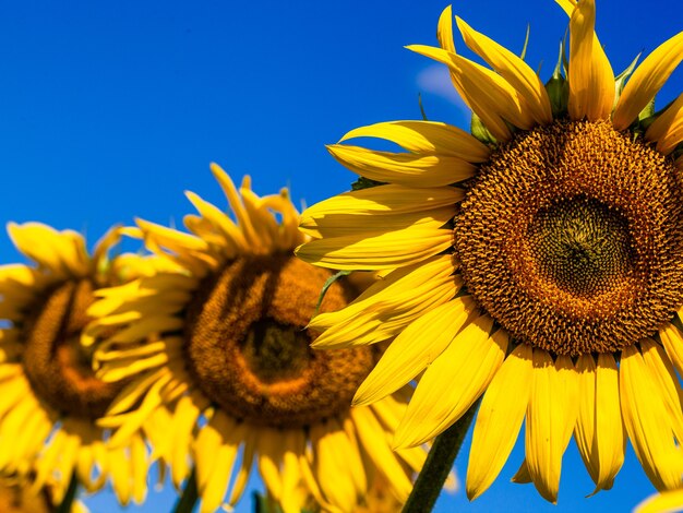 Zonnebloem op zomer background.selective focus.zonnebloemen veld background.close up van zonnebloem texture