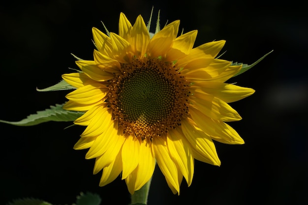 Foto zonnebloem op zwart