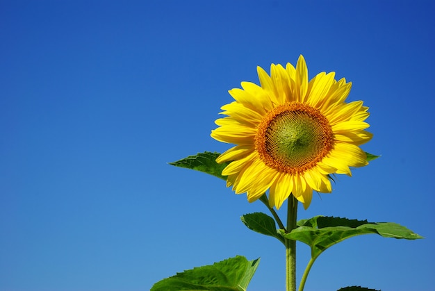 zonnebloem over blauwe hemel