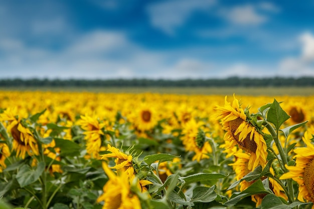 Zonnebloem plantage