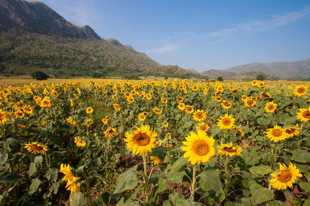 Zonnebloem soorten uit Thailand