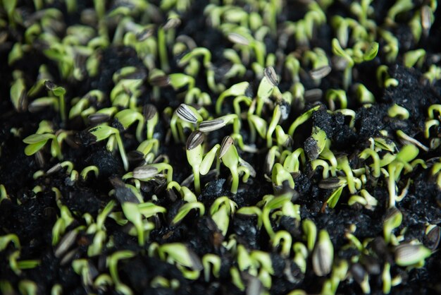 zonnebloem spruit in moestuin