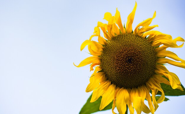 zonnebloem tegen de hemel