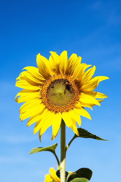 Zonnebloem tegen helderblauwe hemel