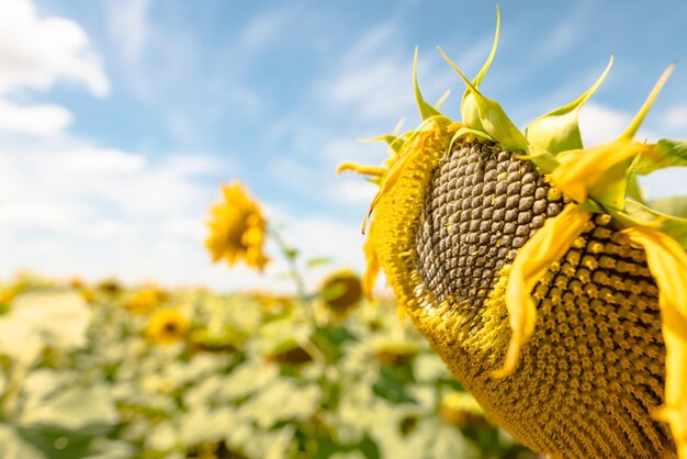 zonnebloem tegen zonnige blauwe hemel zonneblom teeltconcept