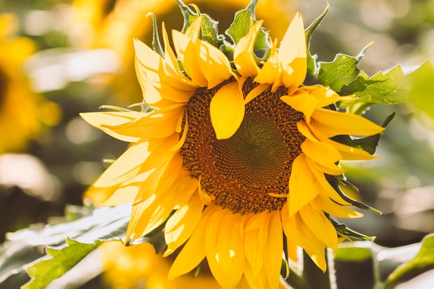 Zonnebloem veld Achtergrond op zonsondergang met selectieve aandacht