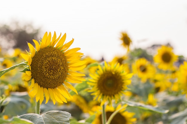 Zonnebloem veld in de zomer