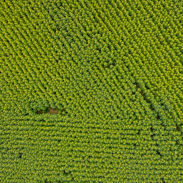 zonnebloem veld landbouw weergave van bovenaf