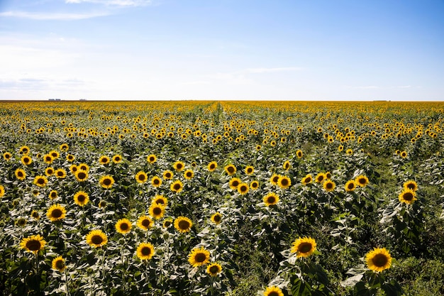 Zonnebloem veld landschap close-up.