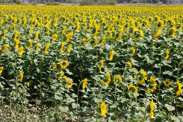 Zonnebloem veld landschap in de zomer