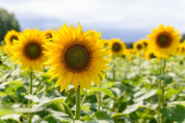 Zonnebloem veld landschap