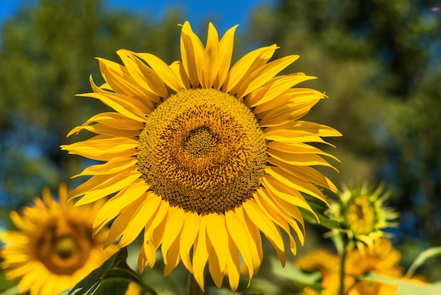 Zonnebloem veld landschap