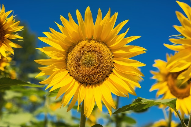 Zonnebloem veld landschap