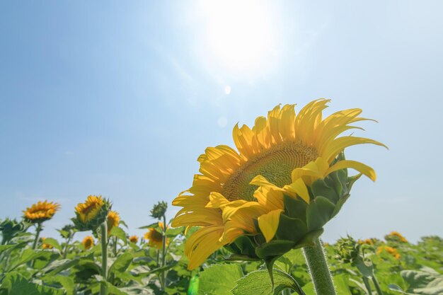 Zonnebloem, Veld met bloeiende zonnebloemen