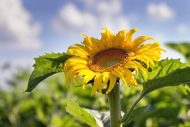 Zonnebloem, Veld met bloeiende zonnebloemen