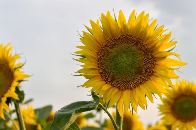 Zonnebloem, Veld met bloeiende zonnebloemen