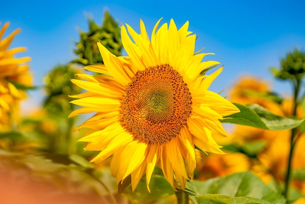 Zonnebloem veld mooie zomerse natuur achtergrond