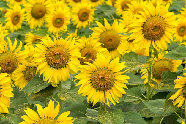 Foto zonnebloem veld natuur scène. zonnebloemen veld landschap