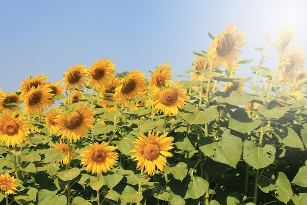 zonnebloem veld op blauwe hemel