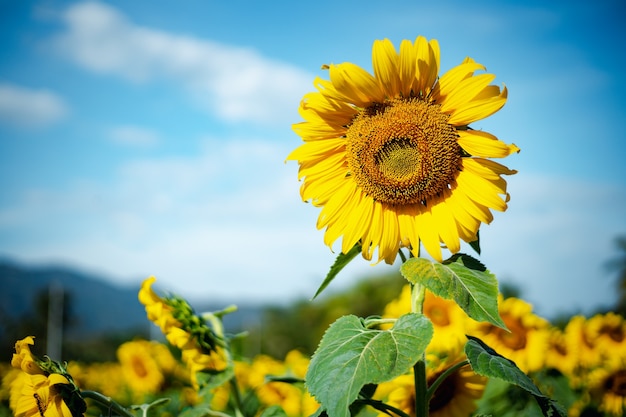 Zonnebloem veld tegen bewolkte blauwe hemel