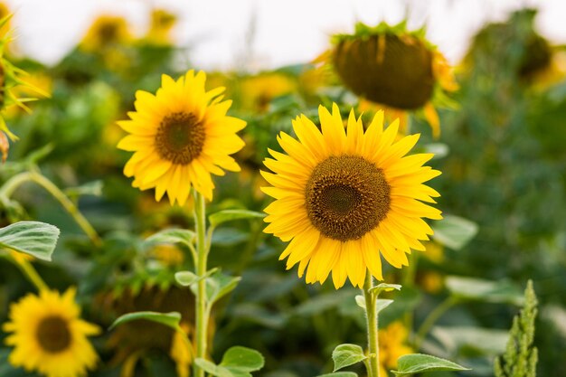 Zonnebloem veld van bloeiende zonnebloemen op een achtergrond sunsetsummer landscapeHelder gele zonnebloemen en sunClose up van zonnebloem tegen een veld