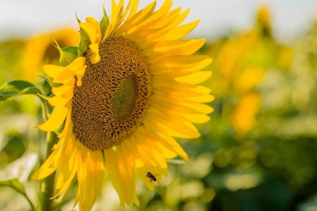 zonnebloem veld