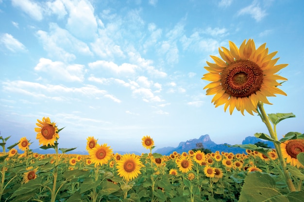 Zonnebloem veld