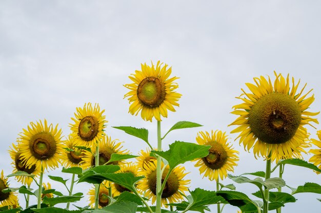 zonnebloem veld