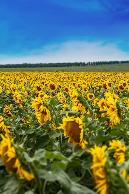 zonnebloem veld