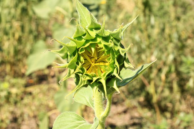 Zonnebloem veld