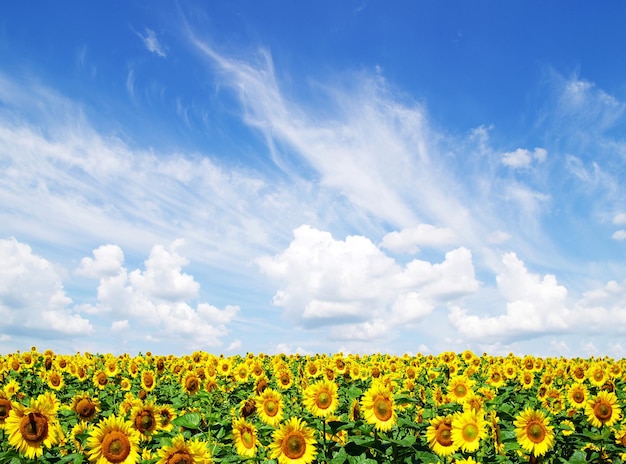 zonnebloem veld