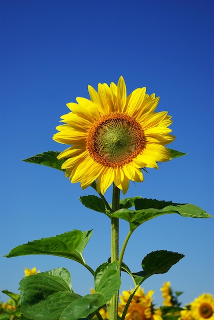 zonnebloem veld