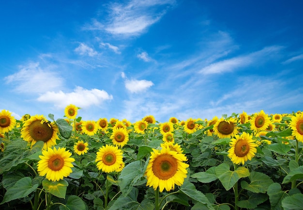 zonnebloem veld