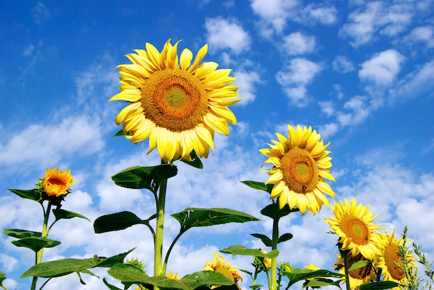 Zonnebloem veld