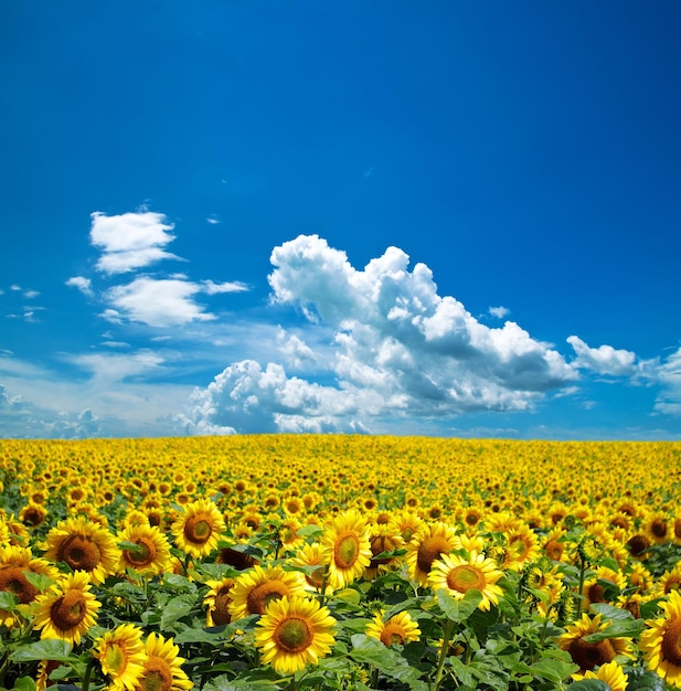 zonnebloem veld