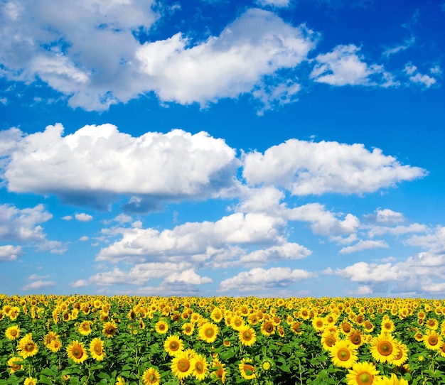 zonnebloem veld