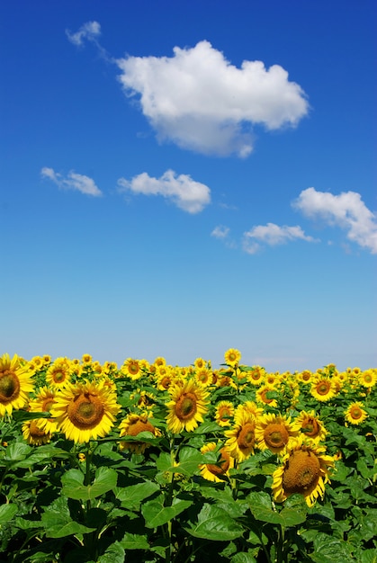 Zonnebloem veld