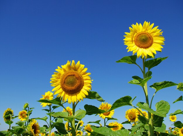 Zonnebloem veld