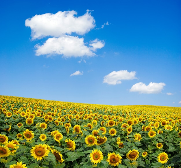 Zonnebloem veld