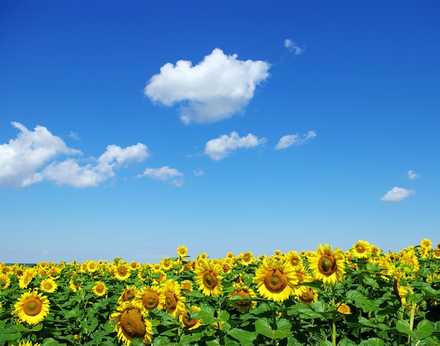 Zonnebloem veld