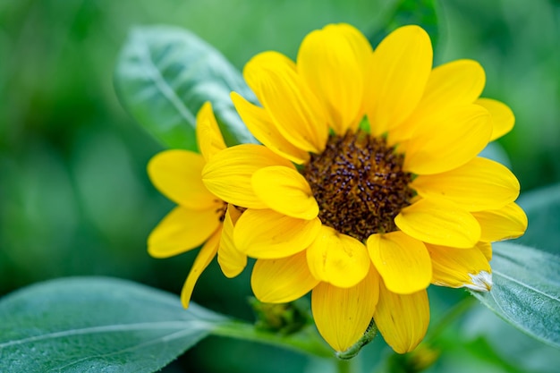 Zonnebloem vers landbouwveld op zonnige dag