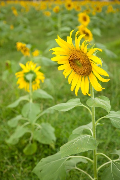 Zonnebloem