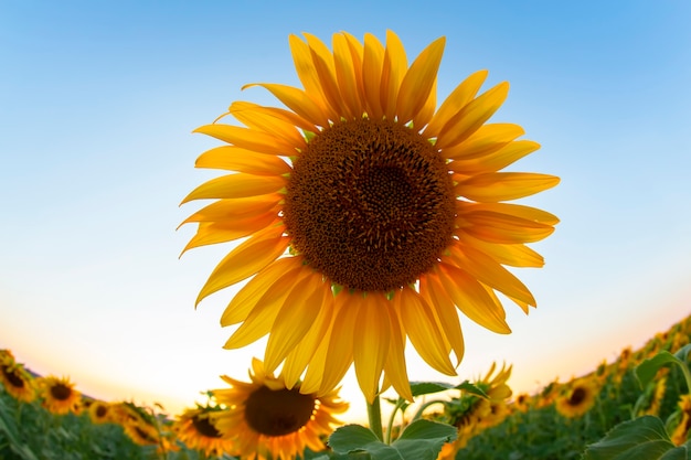 Zonnebloembloem in een veld in zonnestralen tegen de hemel. landbouw en agro-industrie