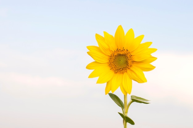 Zonnebloembloem tegen blauwe hemel