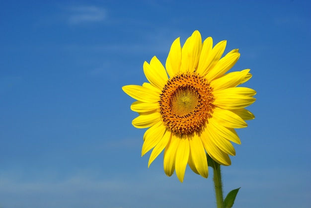 Zonnebloembloesem op een achtergrond van blauwe hemel.