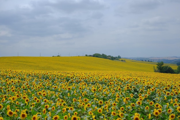 Zonnebloemboerderij tegen de lucht