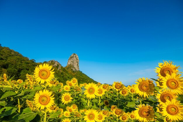 Foto zonnebloemen bij khao chin lae in zonlicht met winterhemel en witte wolken landbouw zonnebloemenveld