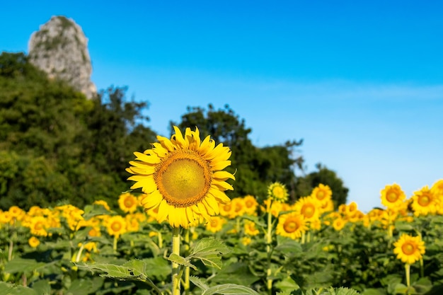 Zonnebloemen bij khao chin lae in zonlicht met winterhemel en witte wolken Landbouw zonnebloemenveld