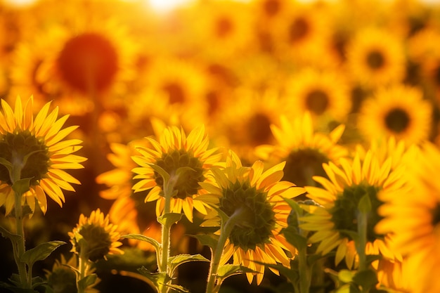 Zonnebloemen bij zonsondergang